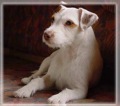 Parson-Russell-Terrier Outlaw Unique