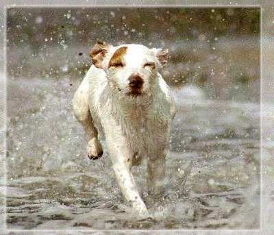 Parson-Russell-Terrier Hunde Foto 2620 Parson-Russell-Terrier Outlaw Unique am Strand von Dänemark