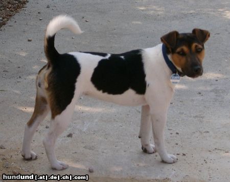 Parson-Russell-Terrier Biskit vom Traberhof mit 8 Monaten in Kroatien