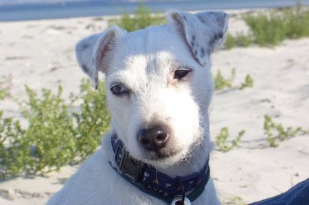 Parson-Russell-Terrier Ohne Worte