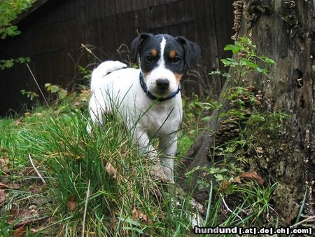 Parson-Russell-Terrier Hunde Foto 18359 in höherer Auflösung ansehen Parson-Russell-Terrier Pongo erobert den Wald