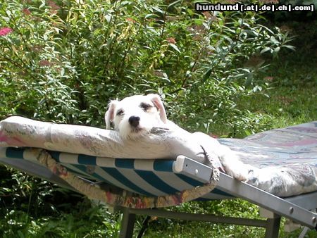 Parson-Russell-Terrier Hunde Foto 13170 Parson-Russell-Terrier Was für ein Sommer!