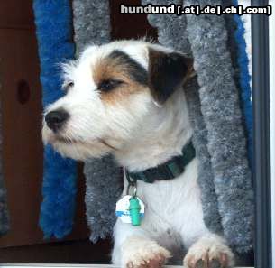 Parson-Russell-Terrier Pepper, der Campingwachhund