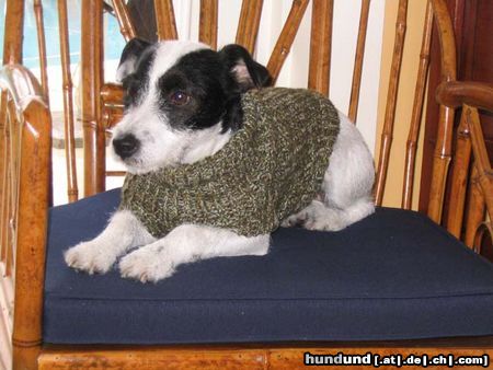 Parson-Russell-Terrier Hunde Foto 9129 Parson-Russell-Terrier