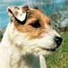 Parson-Russell-Terrier, Parson-Jack-Russell-Terrier
