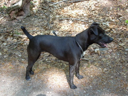 Patterdale-Terrier Biggy