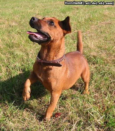 Patterdale-Terrier