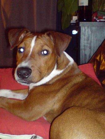 Patterdale-Terrier Elvis, 5 1/2 Monate