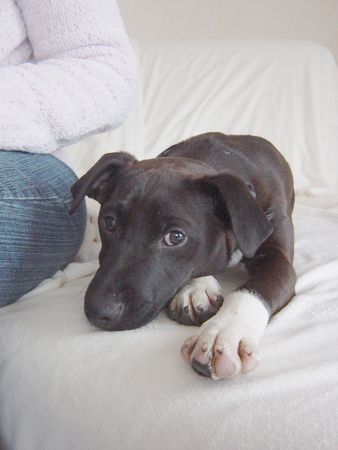 Patterdale-Terrier Chester mit 6 Monaten