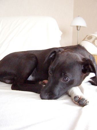 Patterdale-Terrier Chester mit 6 Monaten2