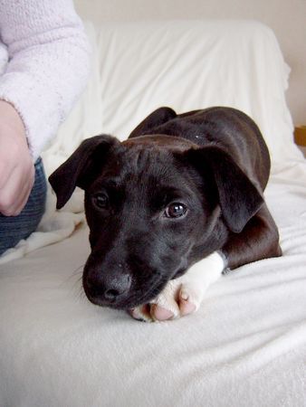 Patterdale-Terrier Chester mit 6 Monaten3