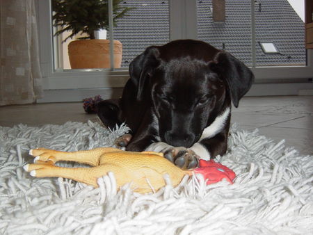 Patterdale-Terrier Chester beim jagen eines Gummihahns3