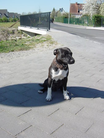 Patterdale-Terrier Chester