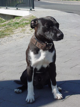 Patterdale-Terrier Chester