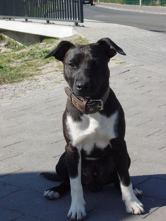 Patterdale-Terrier Chester