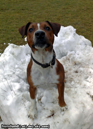 Patterdale-Terrier Elvis   1,5 Jahre