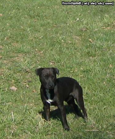 Patterdale-Terrier Giovanni, 3 Jahre 
