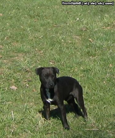 Patterdale-Terrier Hunde Foto 12414 Patterdale-Terrier Giovanni, 3 Jahre