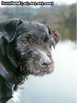 Patterdale-Terrier