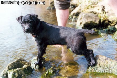 Patterdale-Terrier