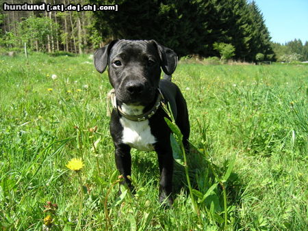 Patterdale-Terrier