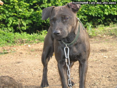 Patterdale-Terrier