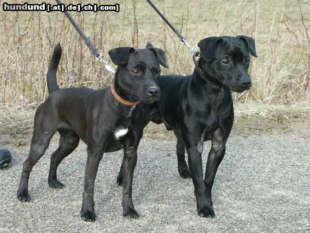 Patterdale-Terrier