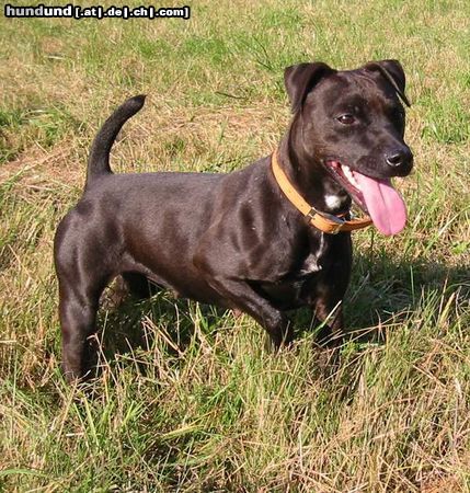 Patterdale-Terrier