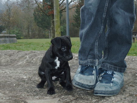 Patterdale-Terrier