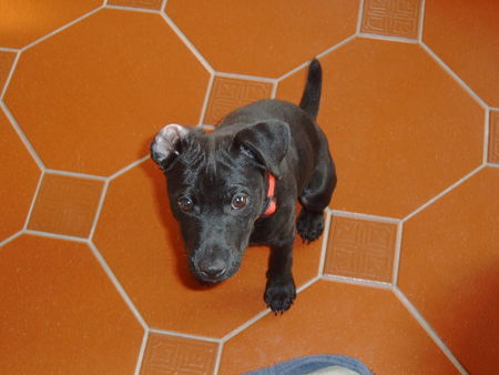 Patterdale-Terrier