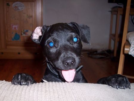 Patterdale-Terrier Nelson 3 Monate