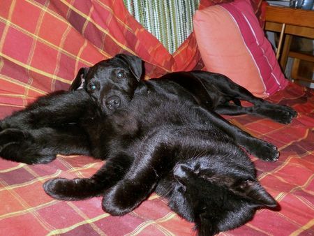 Patterdale-Terrier Nelson 4 Monate