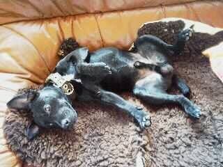 Patterdale-Terrier