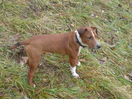 Patterdale-Terrier Elvis, 13 Wochen