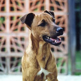 Patterdale-Terrier