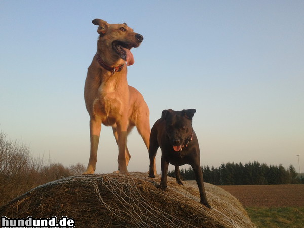 Patterdale-Terrier Hunde Foto 47297 Patterdale-Terrier Unser Patterdale mit Sammy