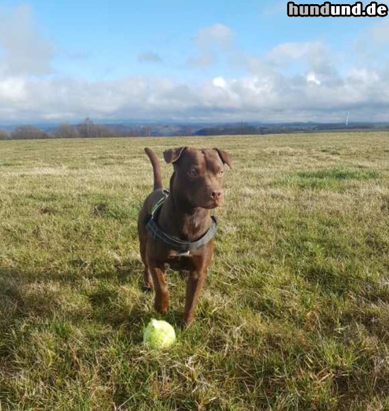 Patterdale-Terrier Patterdale Terrier Lennox (Choclate)