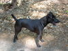 Patterdale-Terrier Hund