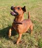 Patterdale-Terrier Hund