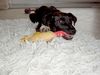 Patterdale-Terrier Foto: Chester beim jagen eines Gummihahns1 (ID 37001) Patterdale-Terrier Hund
