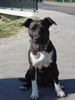 Patterdale-Terrier Hund