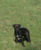 Patterdale-Terrier Hund