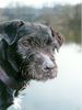 Patterdale-Terrier Hund