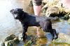 Patterdale-Terrier Hund