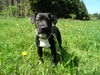 Patterdale-Terrier Hund