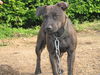 Patterdale-Terrier Hund