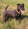 Patterdale-Terrier Hund