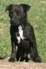 Patterdale-Terrier Hund