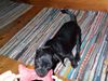 Patterdale-Terrier Hund