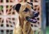 Patterdale-Terrier Hund